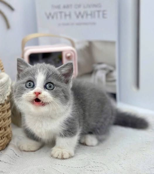 Munchkin