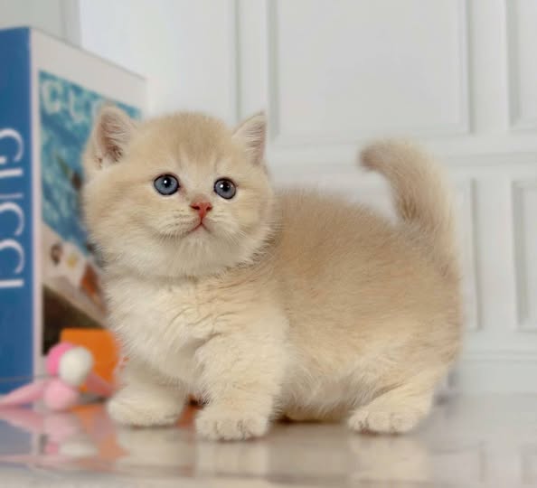 Munchkin
