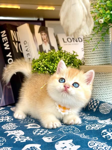 British Shorthair