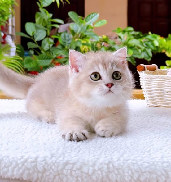 Munchkin