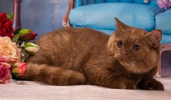 British Shorthair