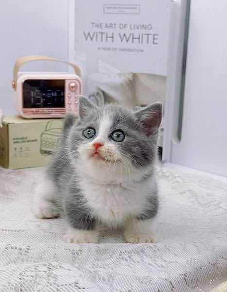 Munchkin