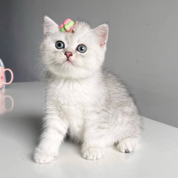British Shorthair