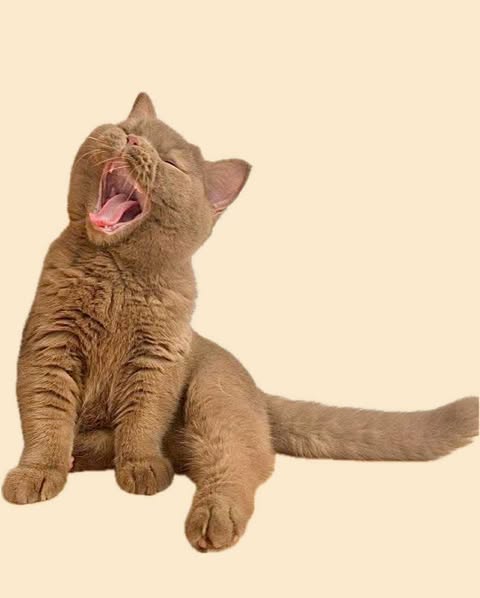 British Shorthair