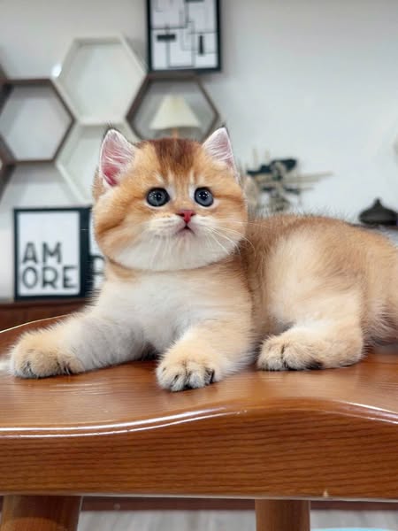 British Shorthair