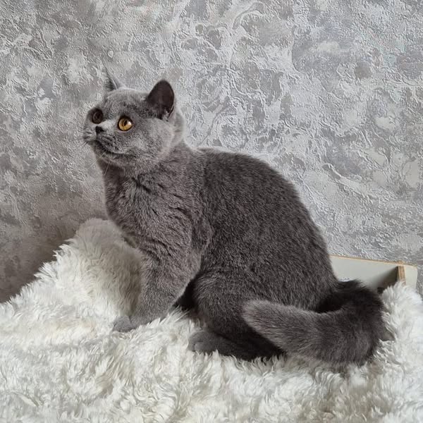 British Shorthair
