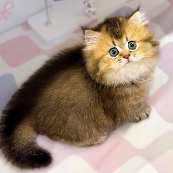 Munchkin Longhair