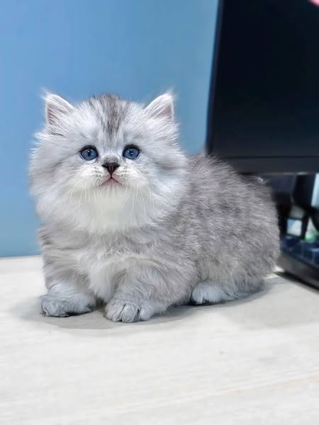 Munchkin Longhair