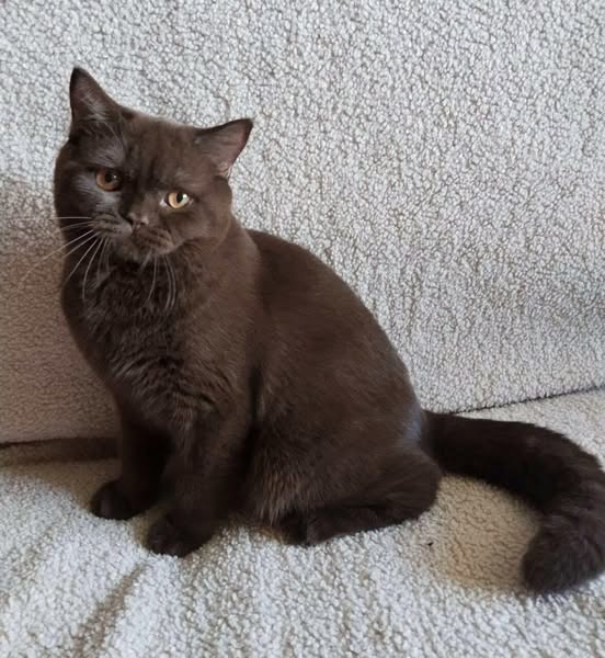 British Shorthair