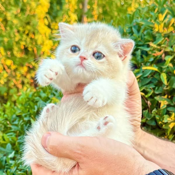 British Shorthair