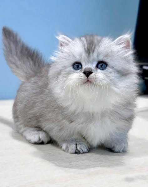 Munchkin Longhair