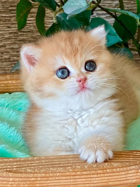 British Shorthair