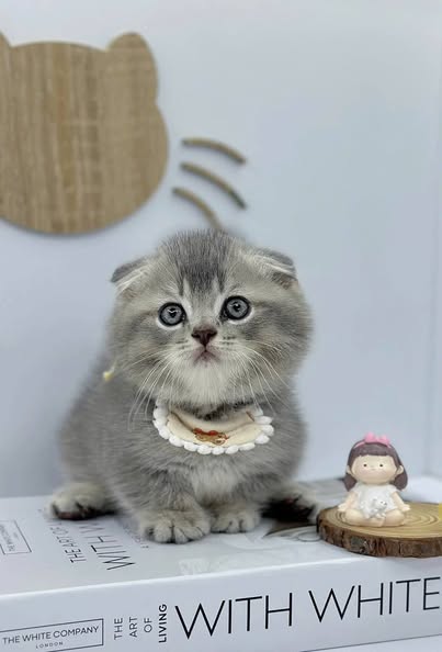 Munchkin Fold