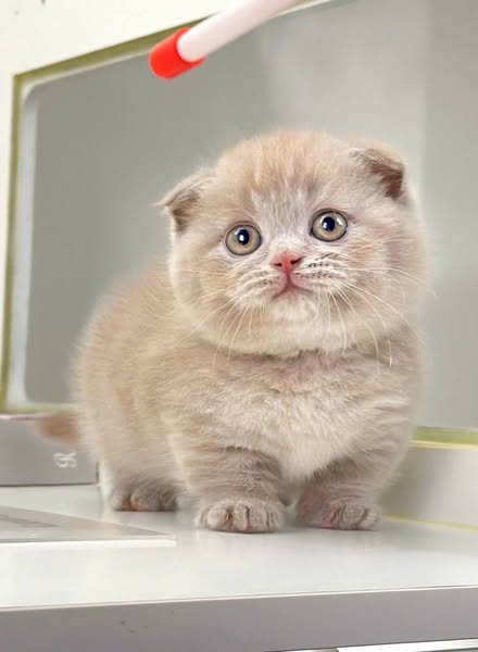 Munchkin Fold