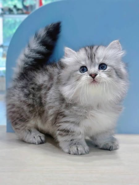 Munchkin Longhair