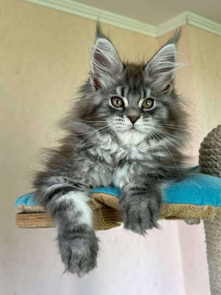 Maine Coon