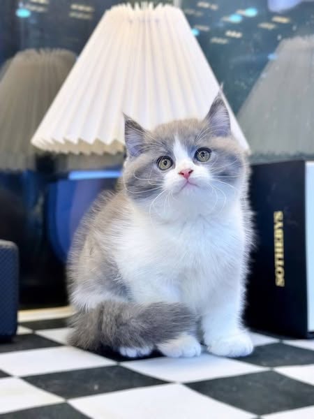 British Longhair