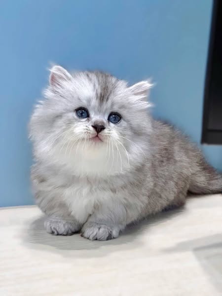 Munchkin Longhair