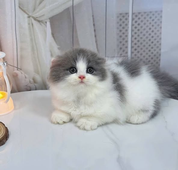 Munchkin Fold Longhair