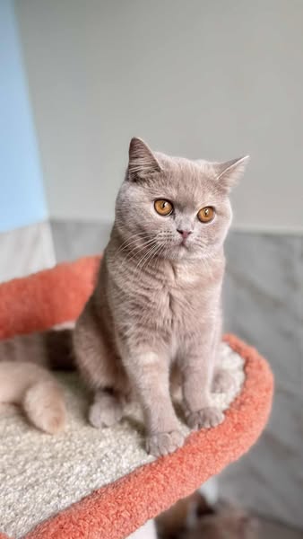 British Shorthair