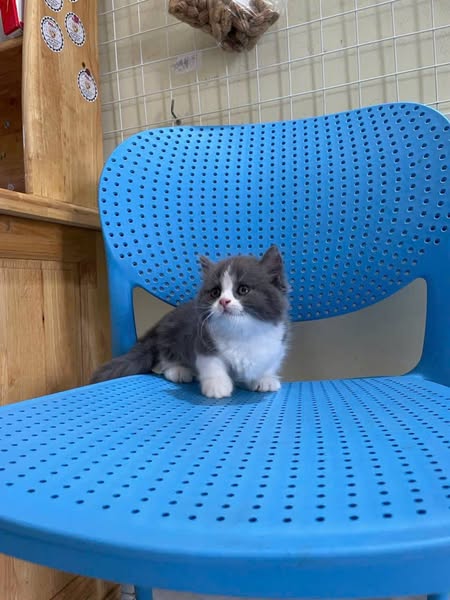 Munchkin Longhair