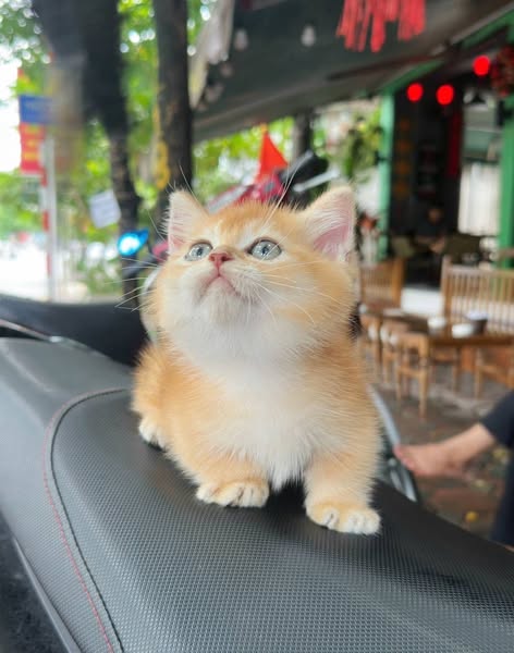 Munchkin