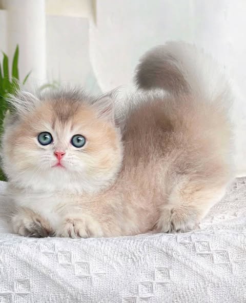 Munchkin Longhair
