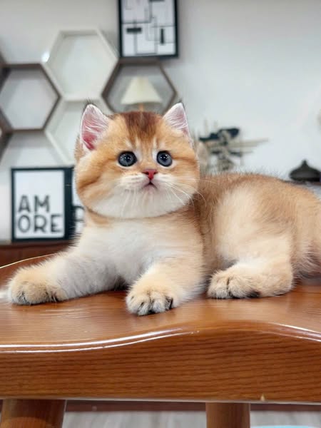 British Shorthair