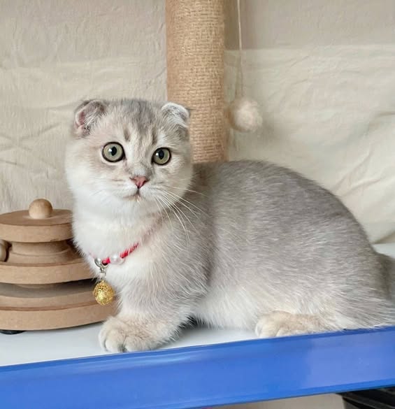 Munchkin Fold