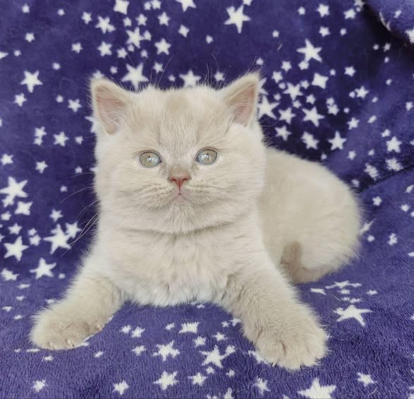 British Shorthair
