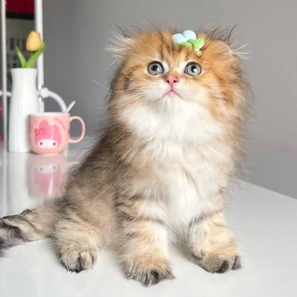 Scottish Fold