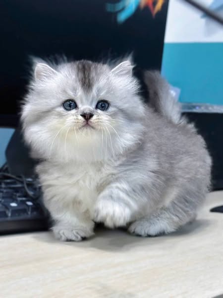 Munchkin Longhair