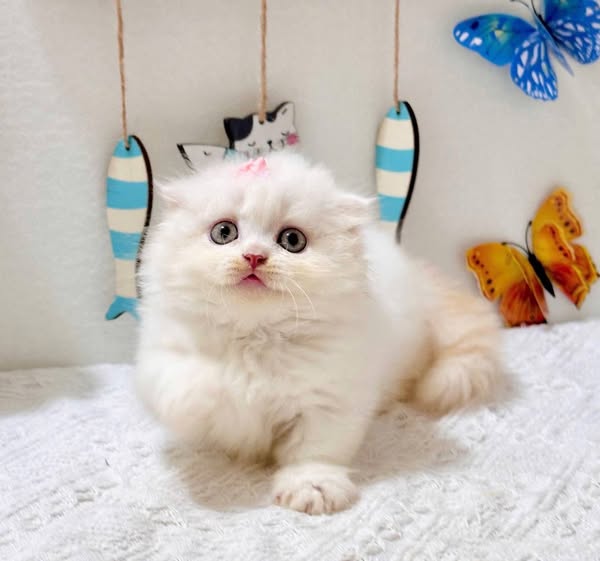 Munchkin Fold Longhair