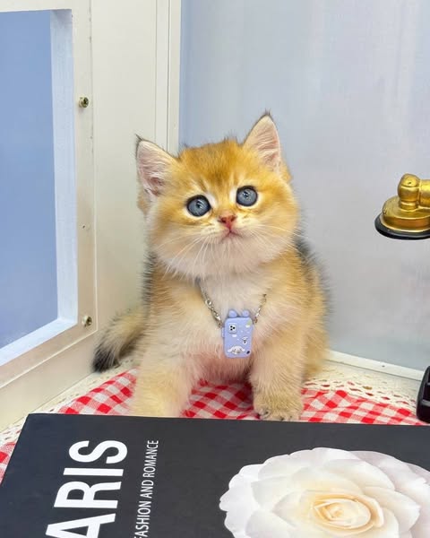 British Shorthair