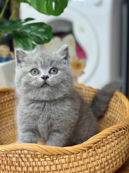 British Shorthair