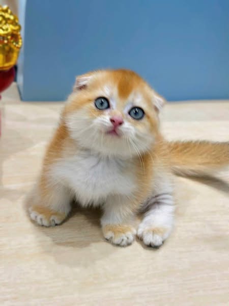 Munchkin Fold