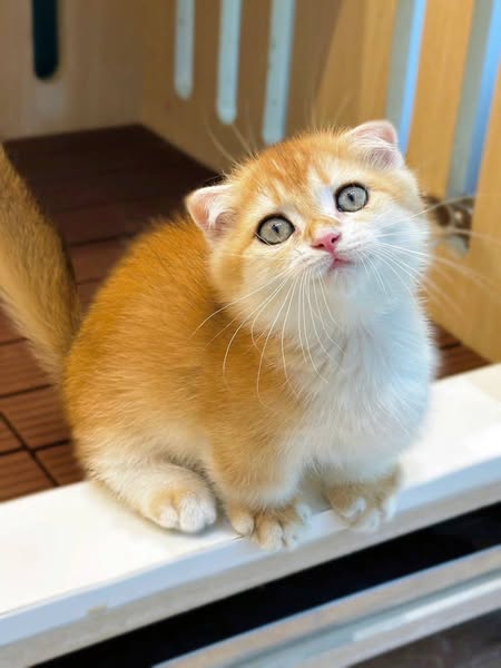 Munchkin Fold