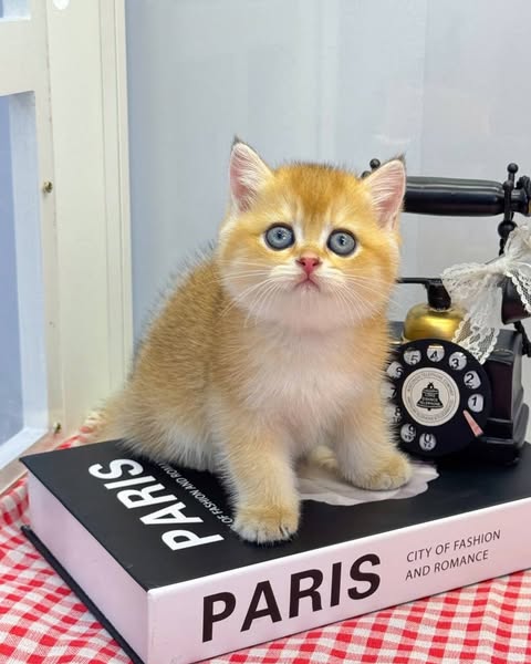 British Shorthair