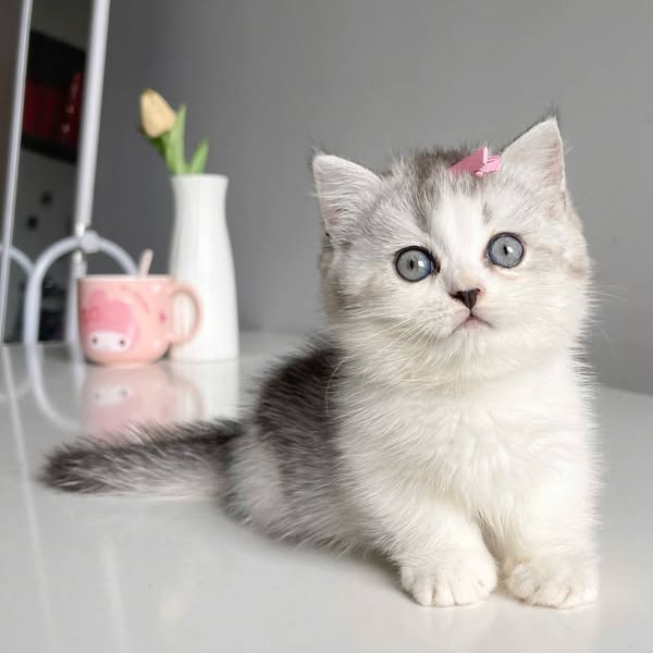 Munchkin