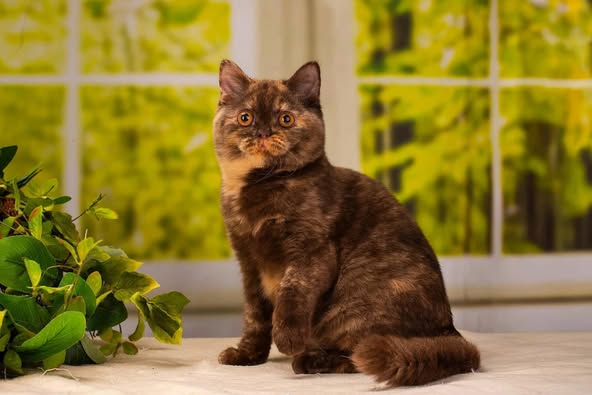 British Shorthair