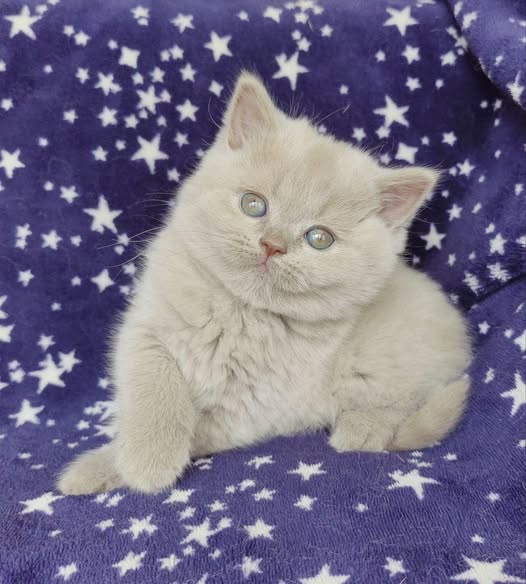 British Shorthair
