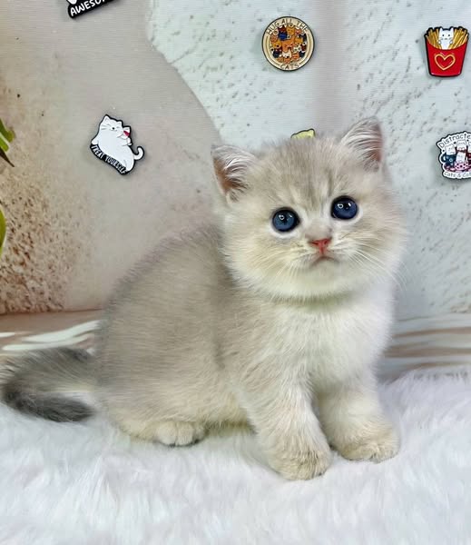 British Shorthair