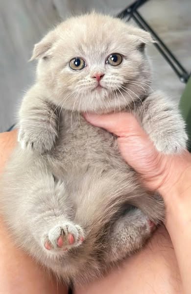 Munchkin Fold