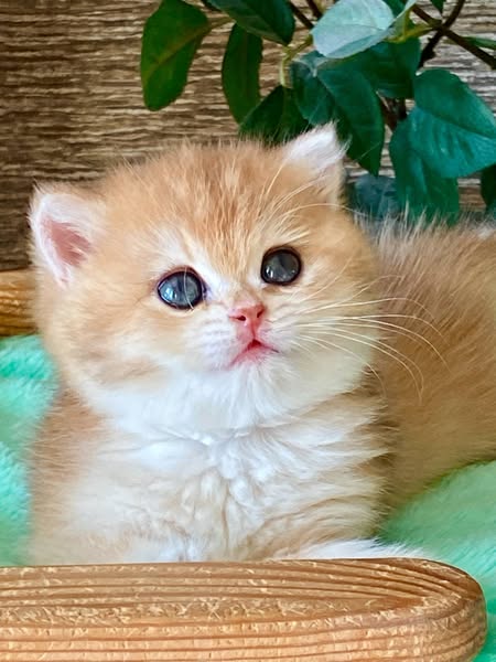 British Shorthair