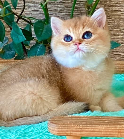 British Shorthair