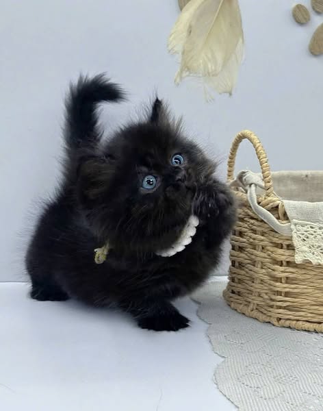 Munchkin Longhair