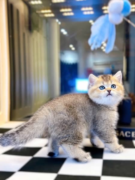 British Shorthair