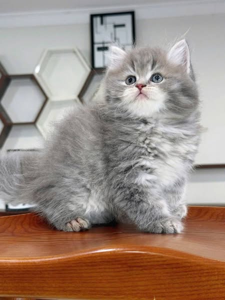 British Longhair