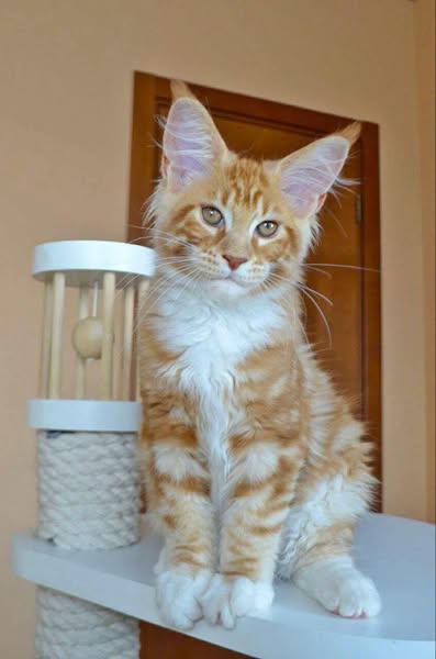 Maine Coon