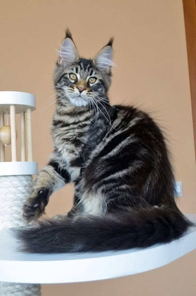 Maine Coon